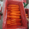 China new season fresh carrot S/M, 80-200g red carrot export